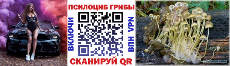 Купить  Чекалин  Псилоцибиновые грибы Magic Shrooms 